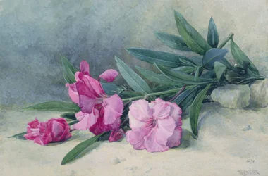 Oleander Blossom